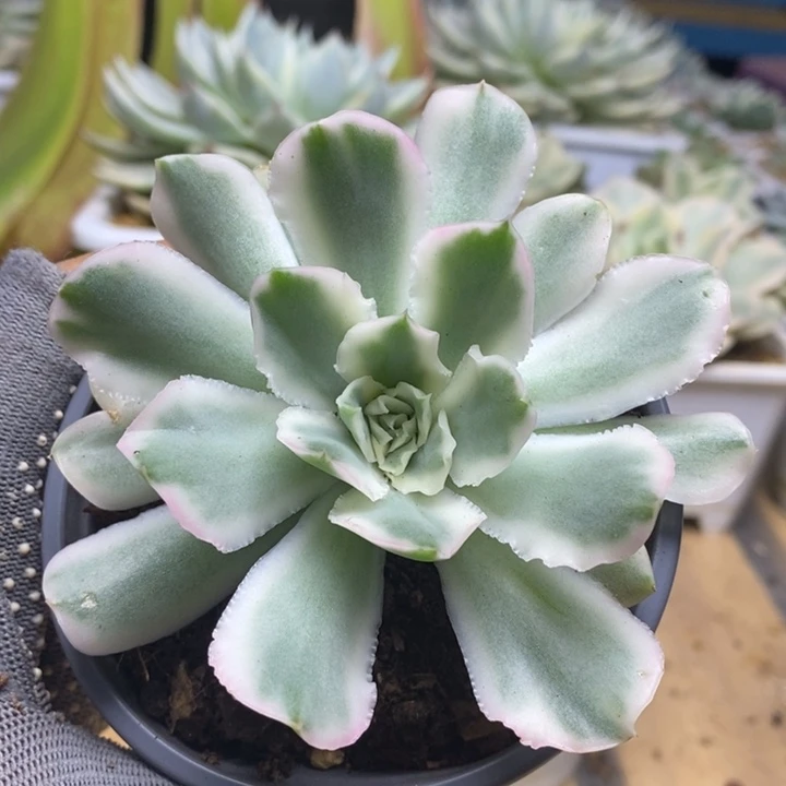 004紫蝴蝶锦锦锦锦锦锦锦