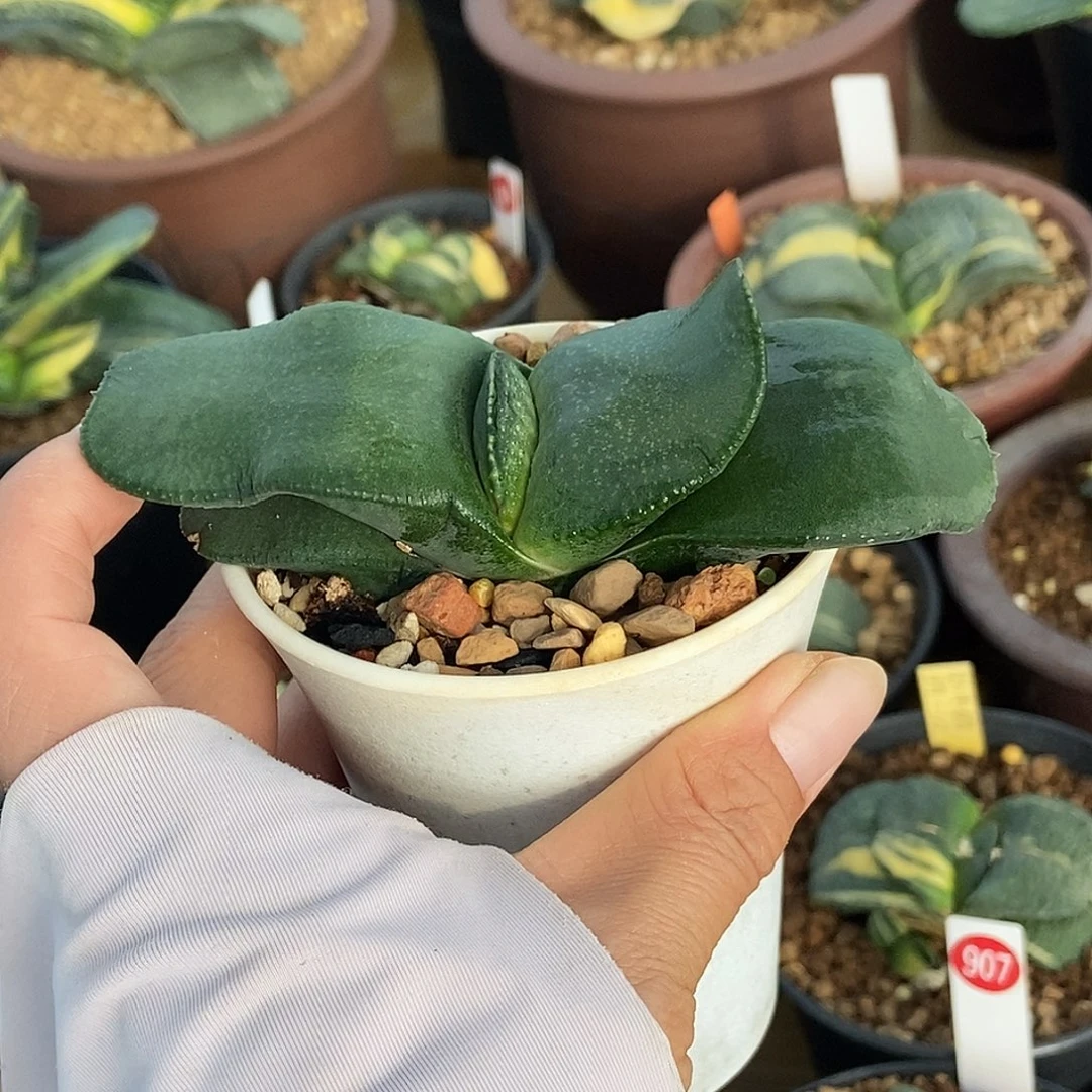 917卧牛实生带盆发货