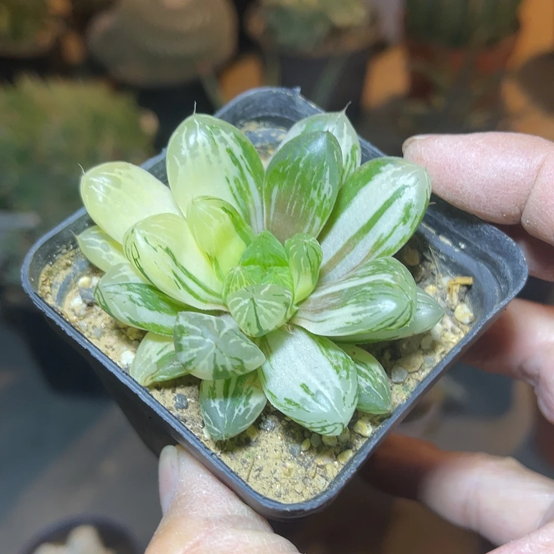 玉露拉丝锦一物一拍