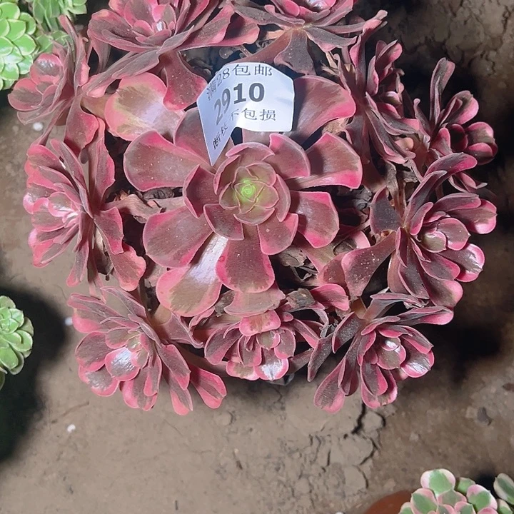 2910爱神多肉植物保护