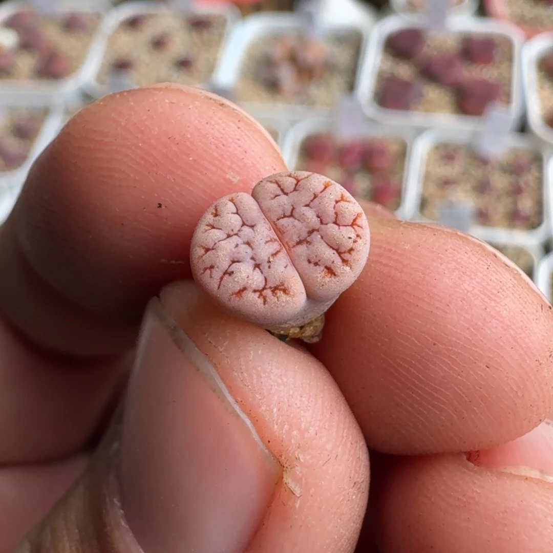 坏****F867岛田189杂交