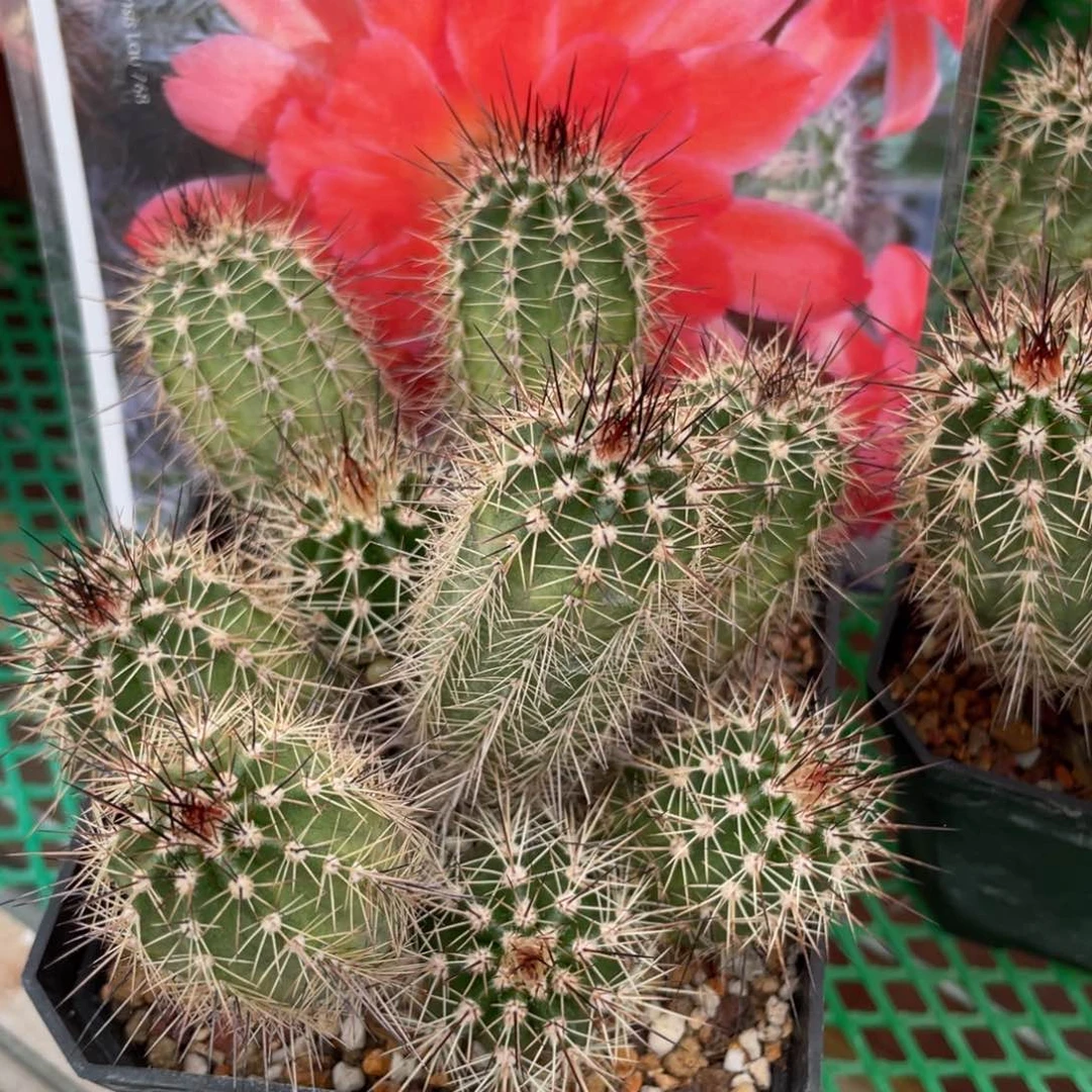 鹿角柱实生仙人球辉虾