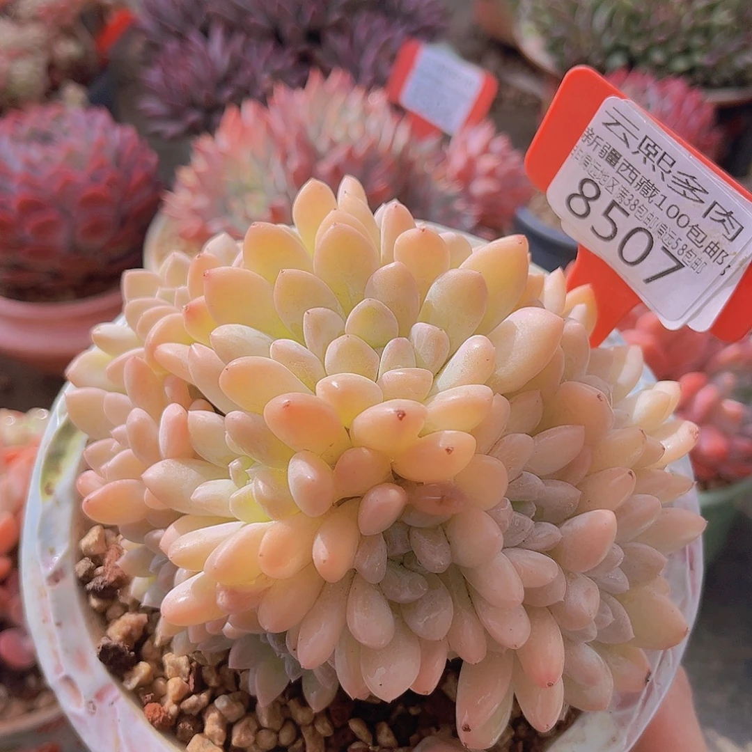 8507白桃美人多肉植物一物一拍