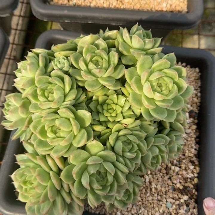 麦秆新品多肉植物绿植