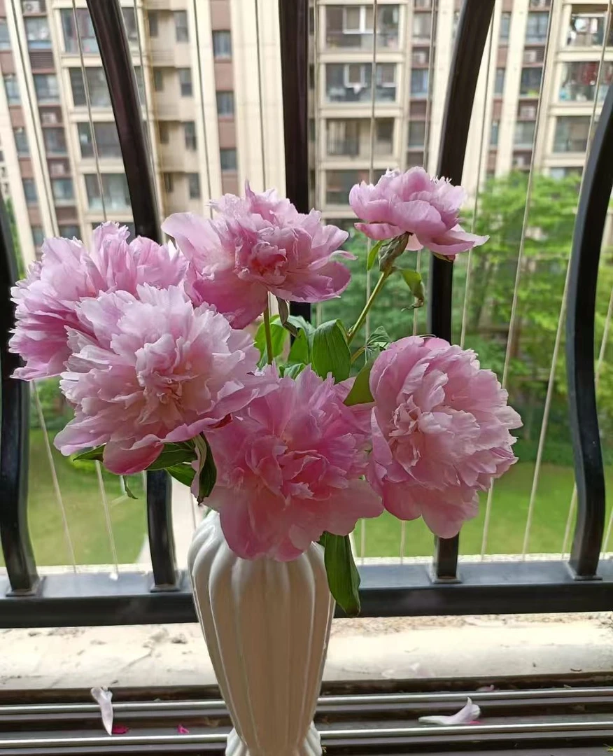 【蓝梦芍药】全场鲜花任意两单及以上包邮