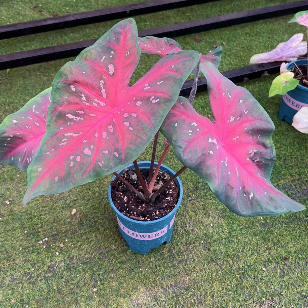 无花朵红色闪光彩叶芋25