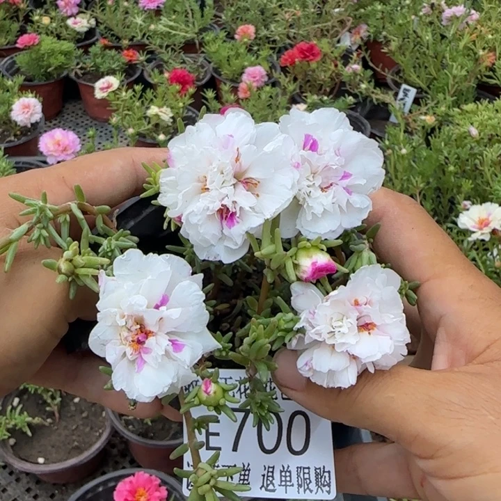 无花朵E700超小苗盆口10cm