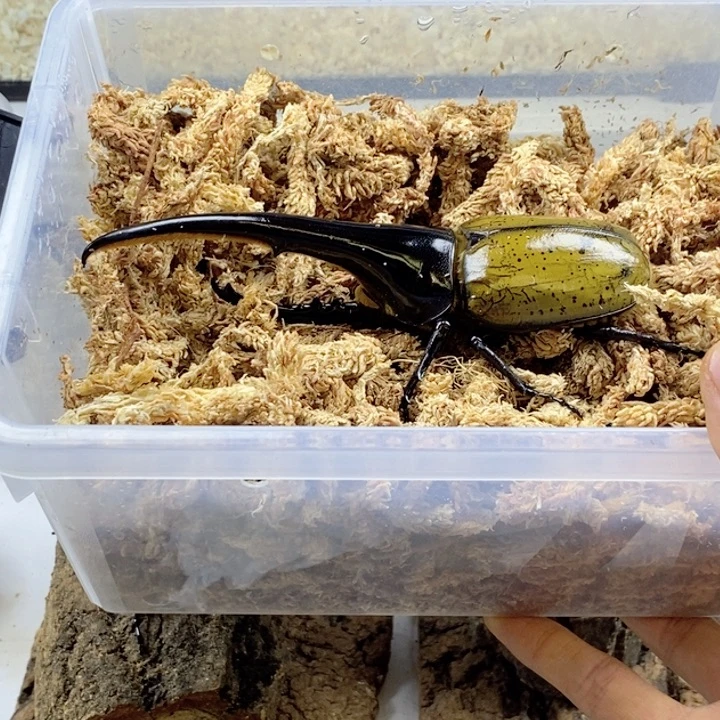 河野本家ff175血统幼虫3只