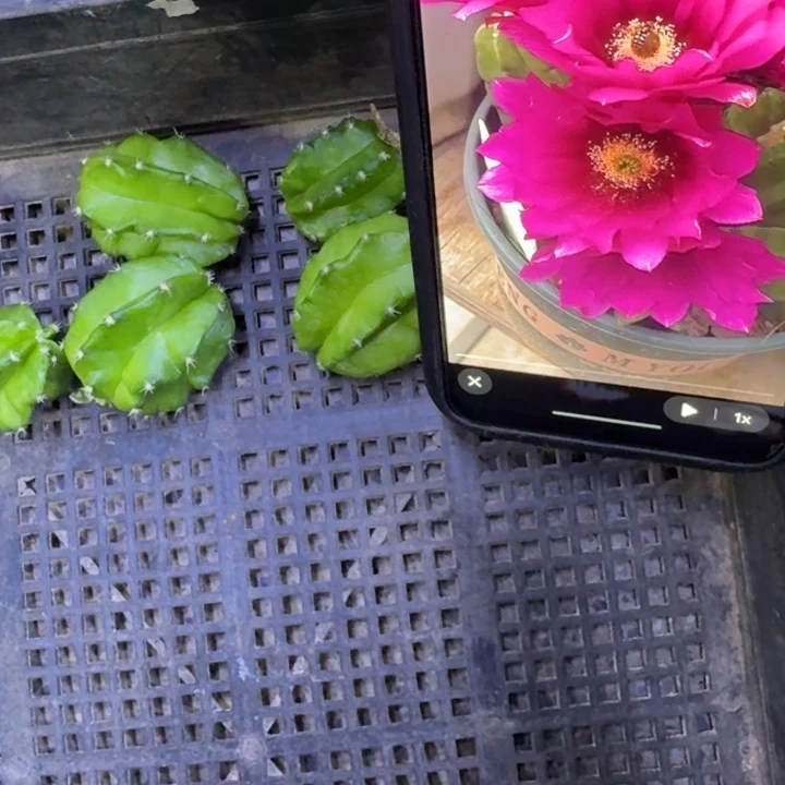 31紫翠虾歪3公分左右无根侧牙软，20包邮