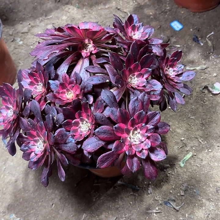 y*m多肉植物烟花法师69