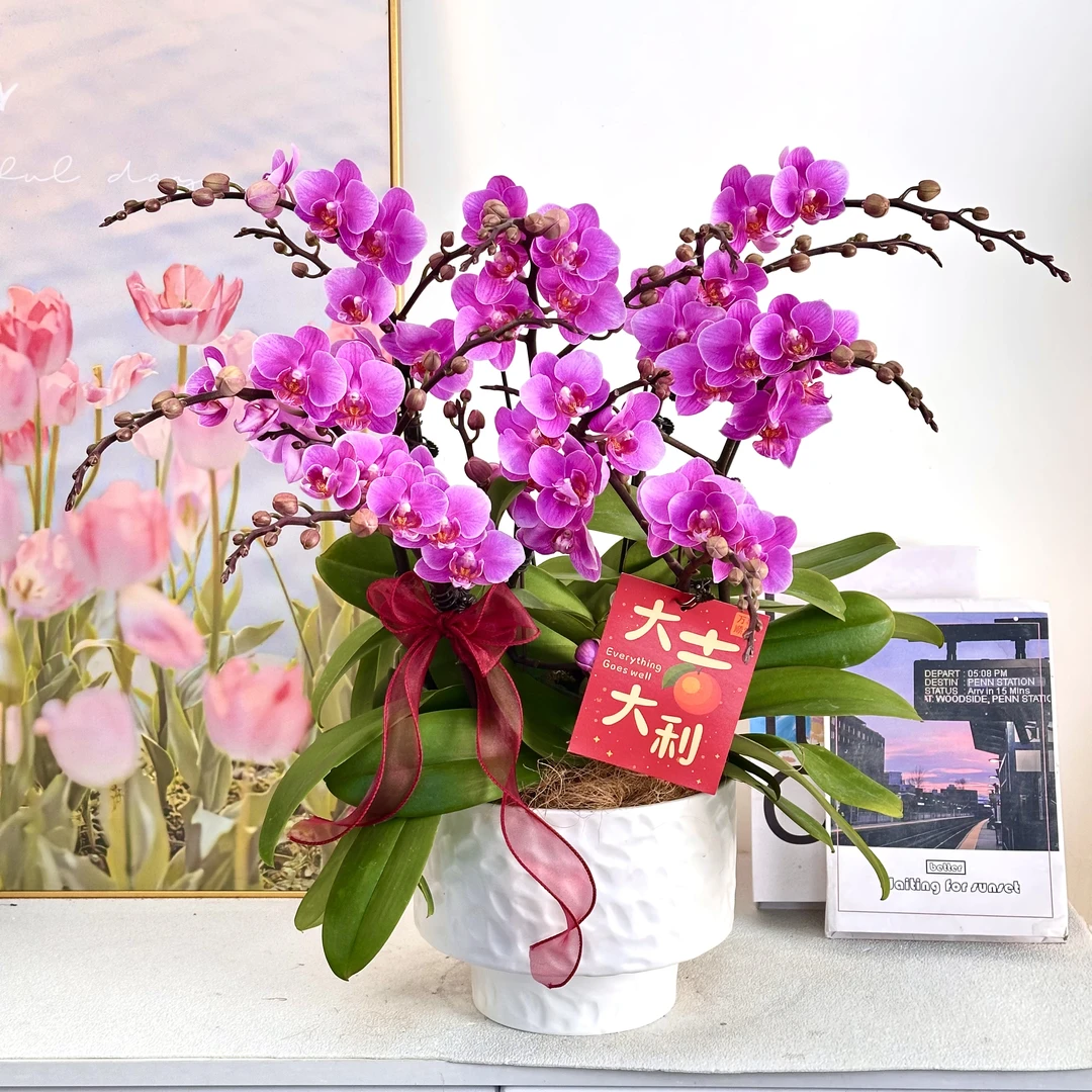 【骄阳】室内蝴蝶兰花盆栽开花株 四季好养护绿植叶片