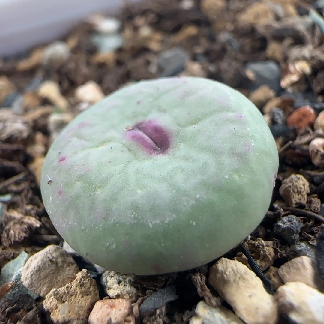 0312/哈默大型红嘴/疤特/