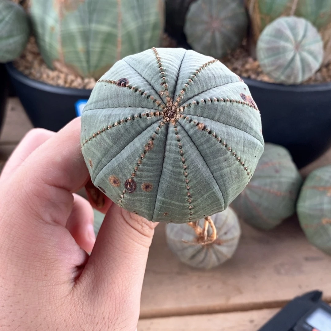 4 欧系实生布纹球多肉植物