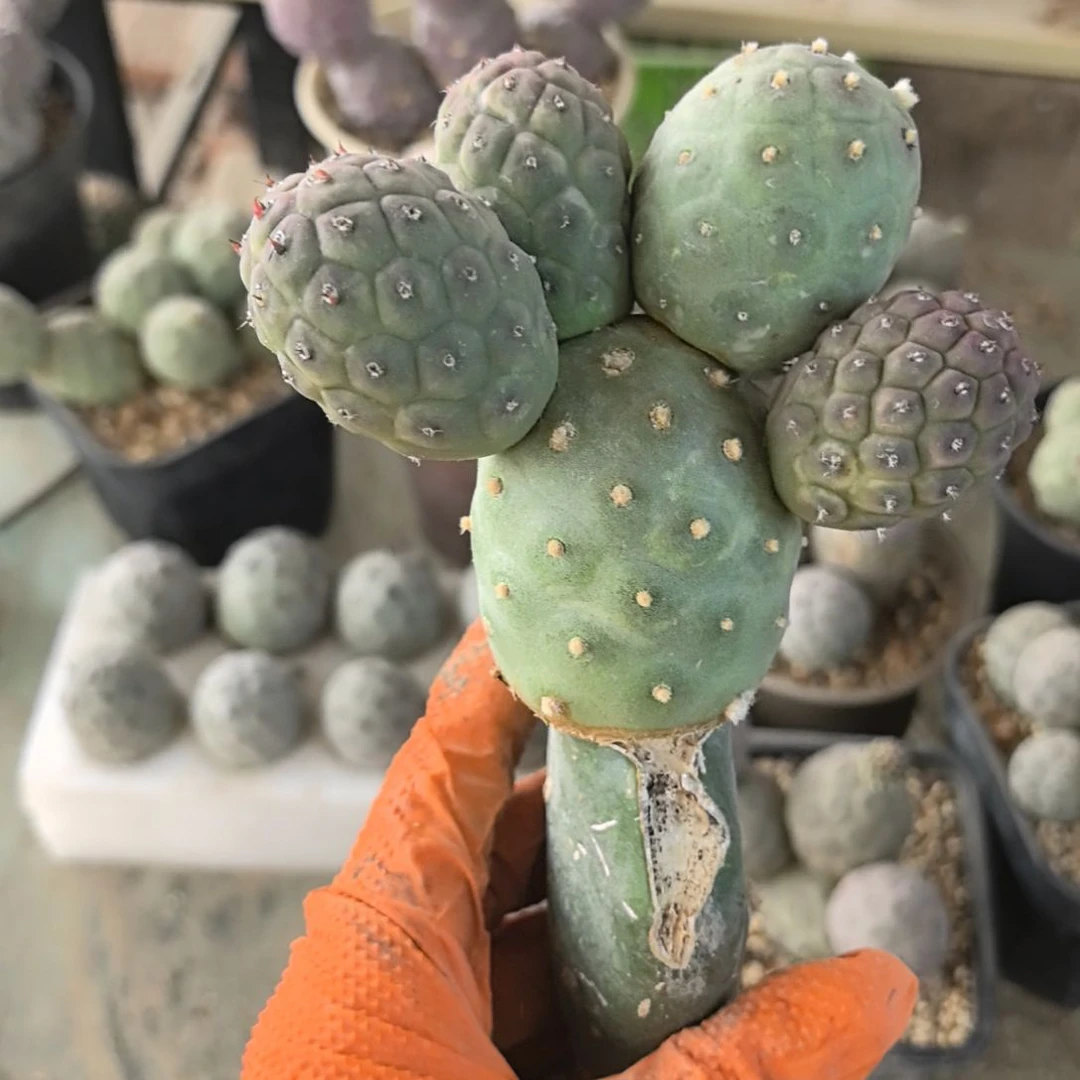 ㇏***、习志野仙人球直播