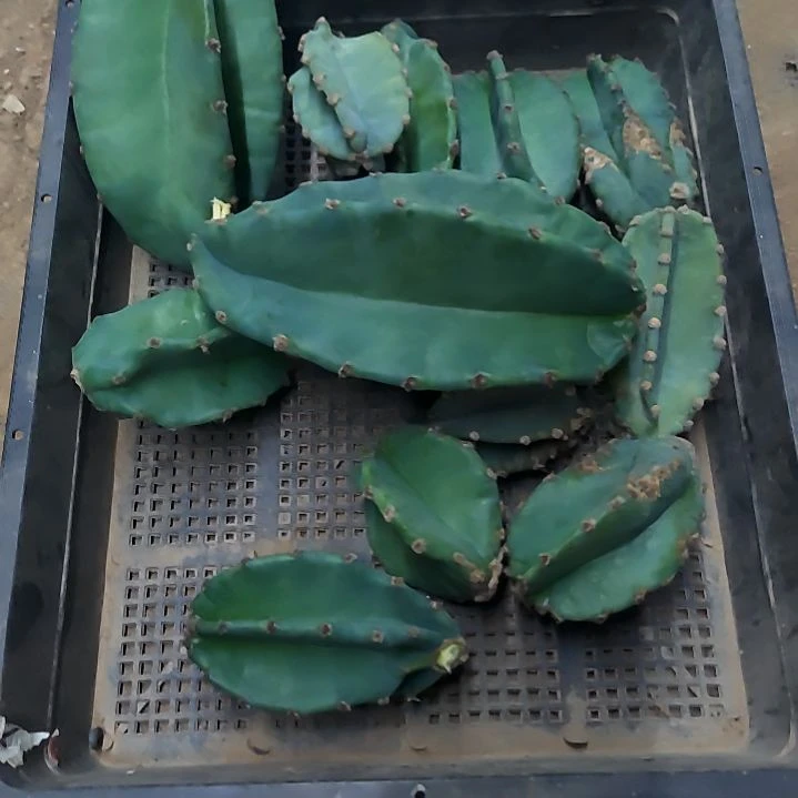 镜***园量天尺侧芽11个869