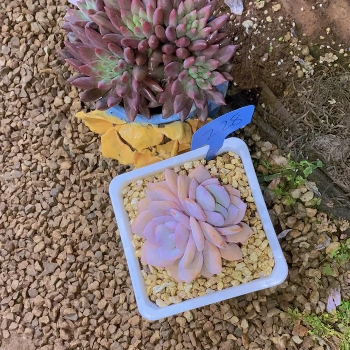 你要吃就去拿去哈