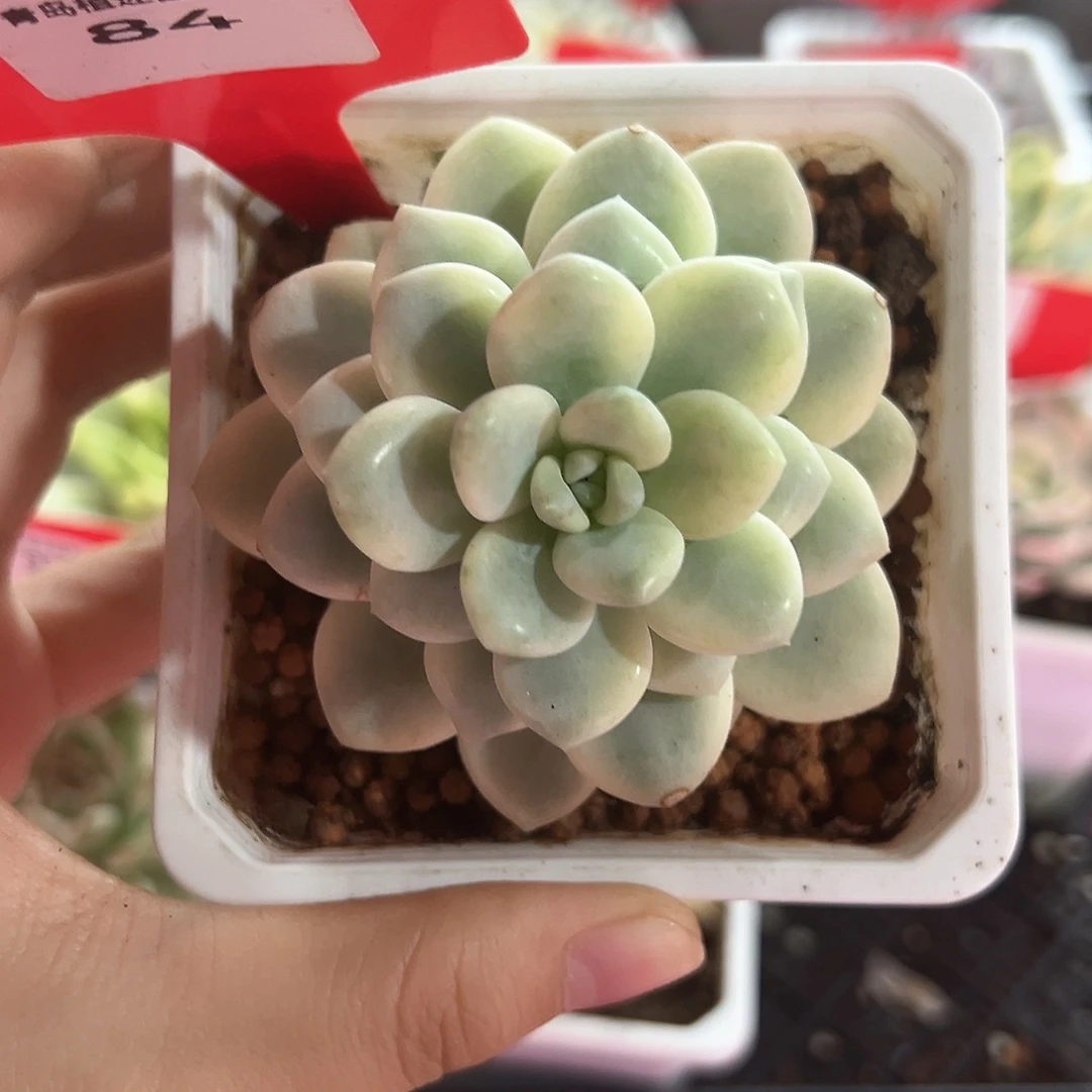 84号白马香水锦多肉植物