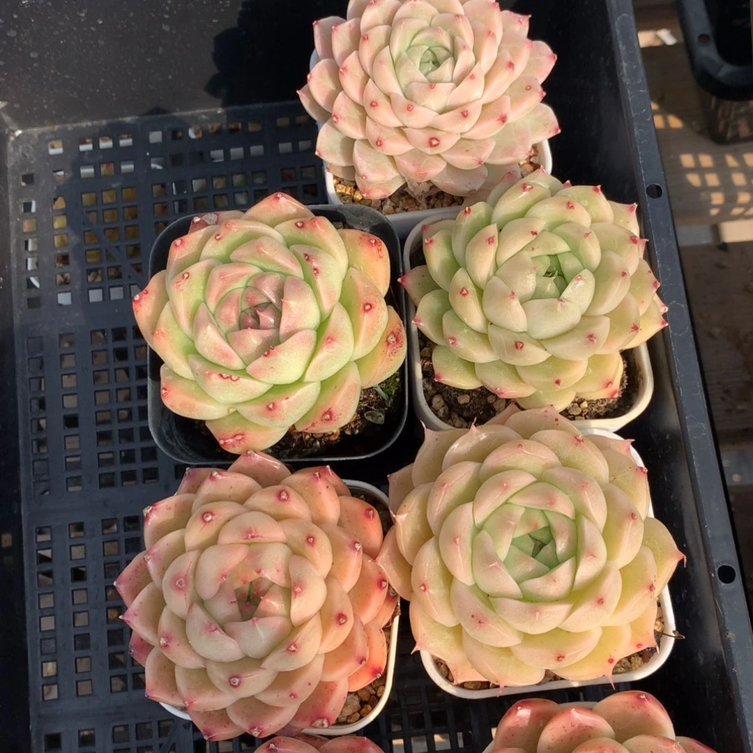 0201-77 麦杆优选7颗