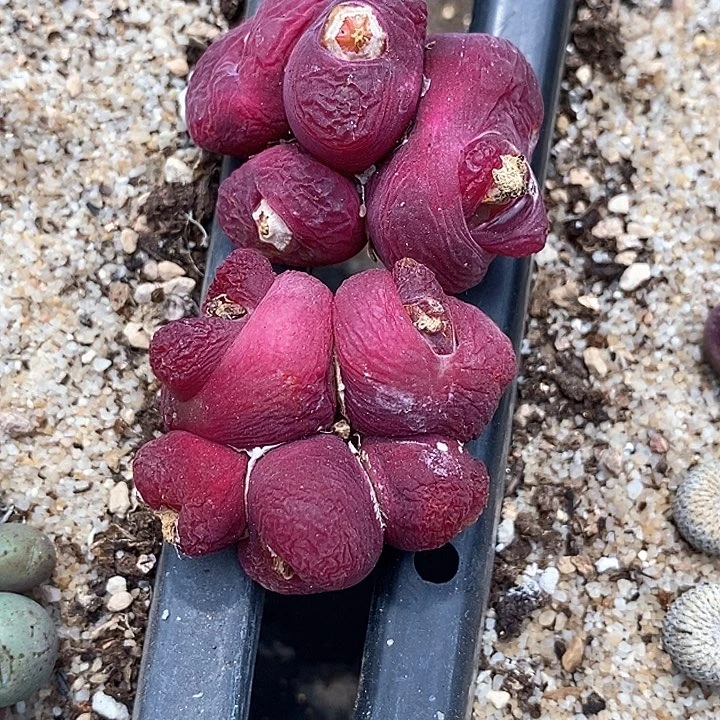 糖**～22541一组两颗