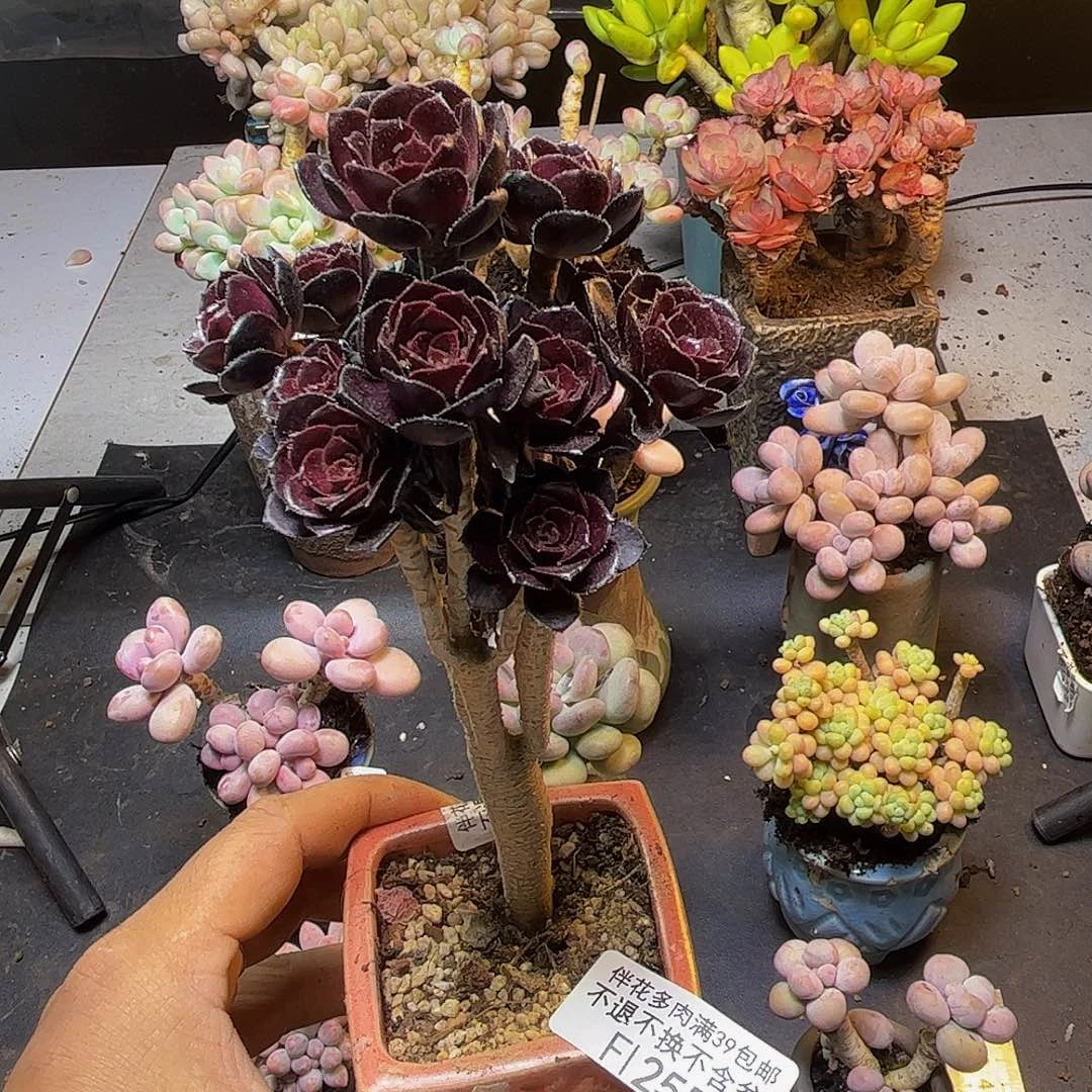 玫瑰法师255/8cm多肉