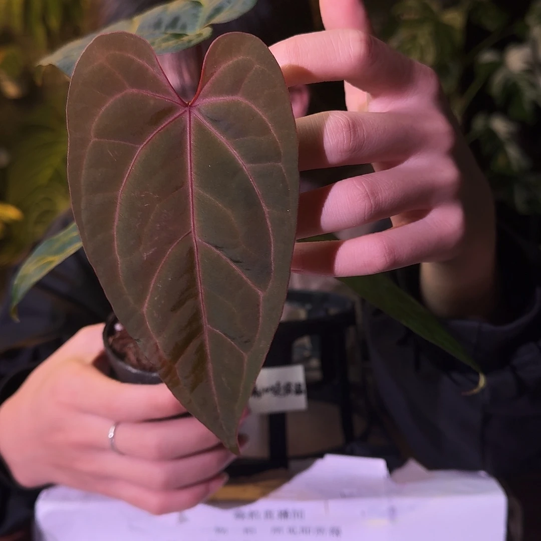 不开花植物G592波特紫杂黑桃