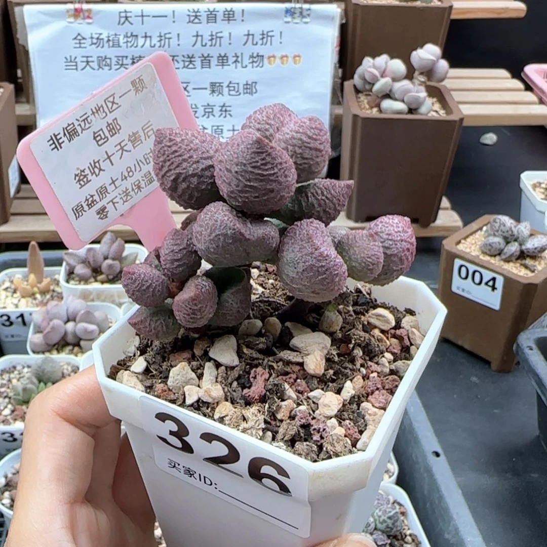 326水蜜桃多肉植物