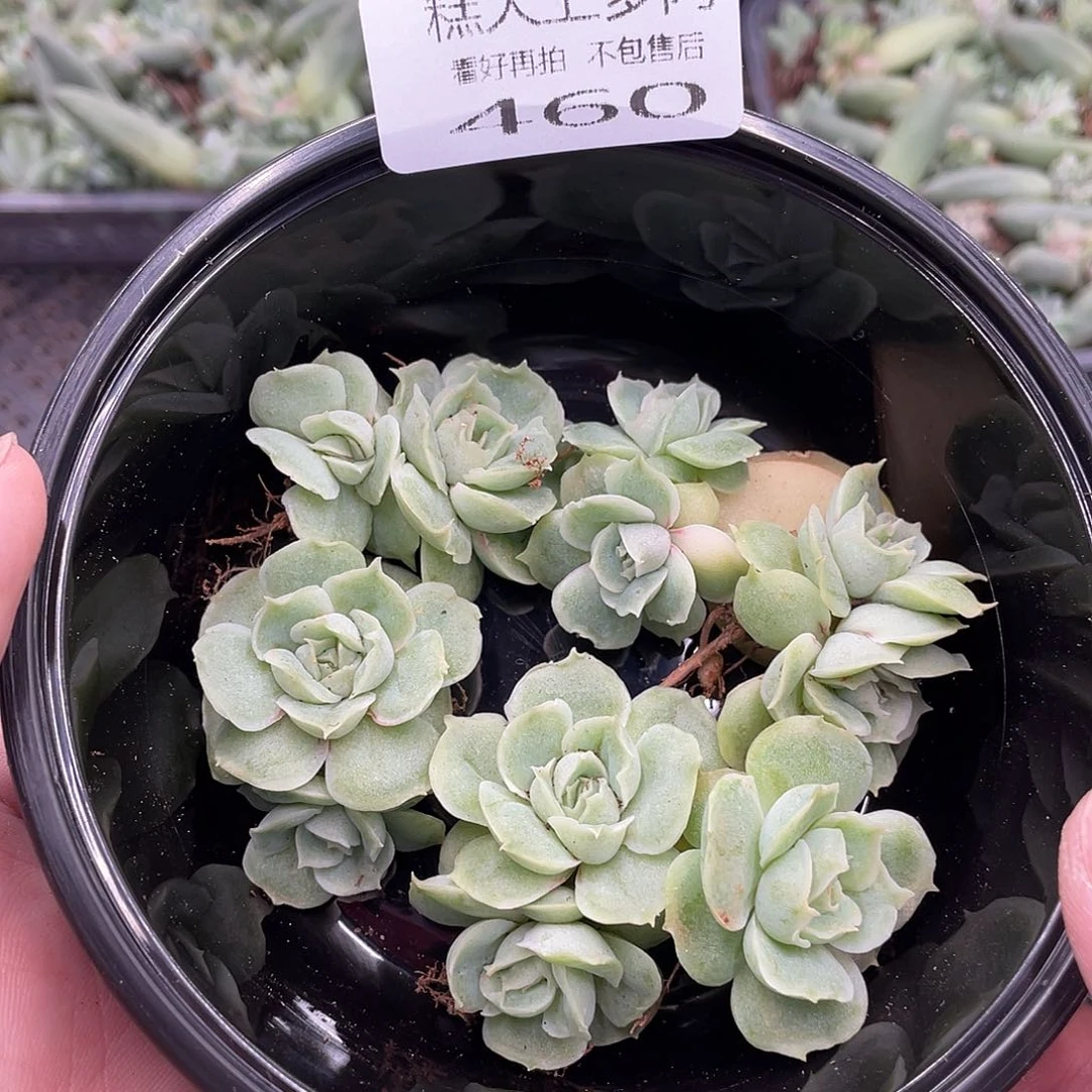 糕大上多肉植物460