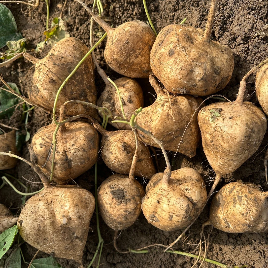 贵州地萝卜 葛苕 地瓜大棚沙土地种植凉薯 皮薄清甜 现挖新鲜发货