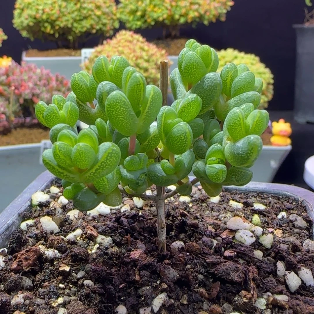 财***子dy195元宝直杆三岔换聚宝盆