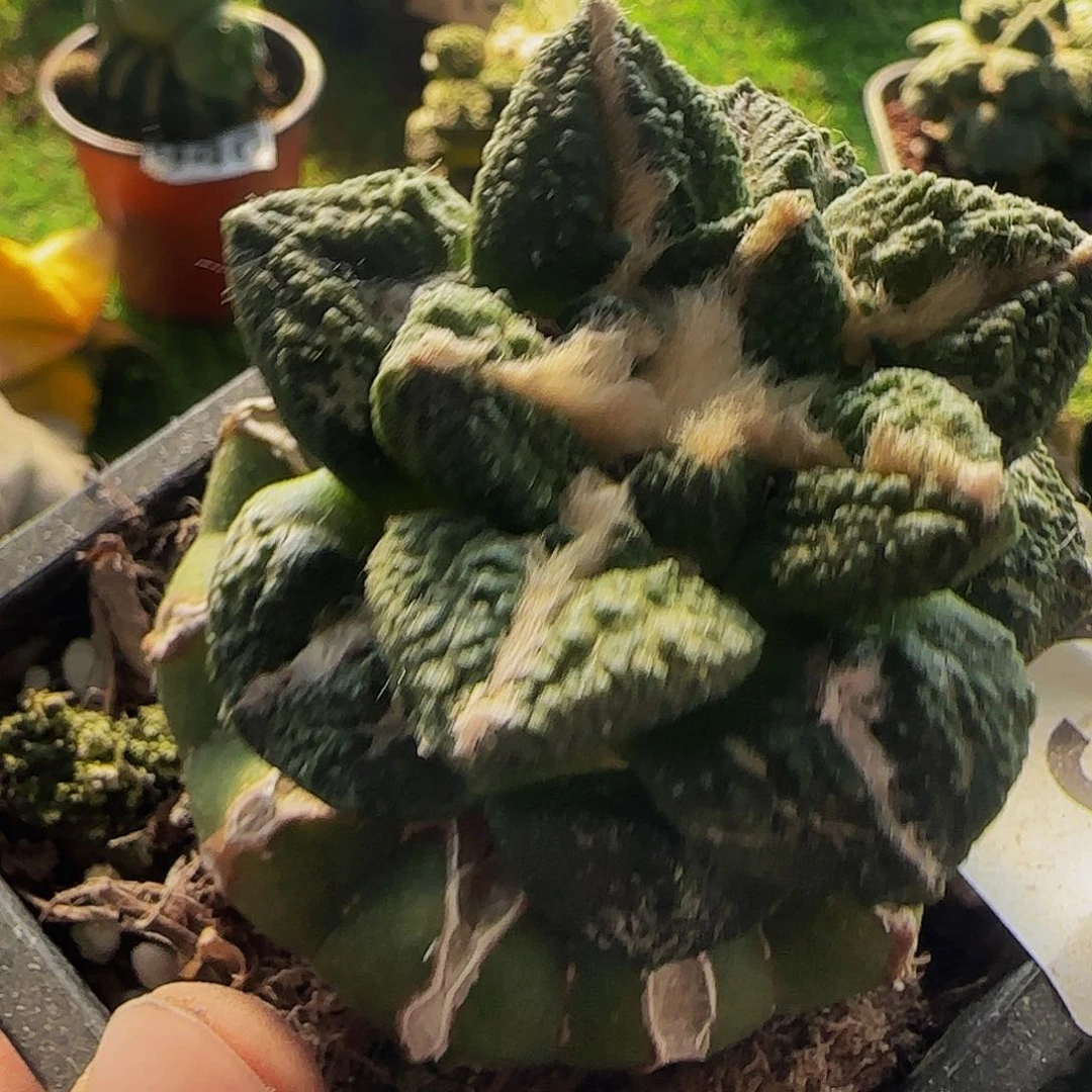 龟甲738仙人球开花