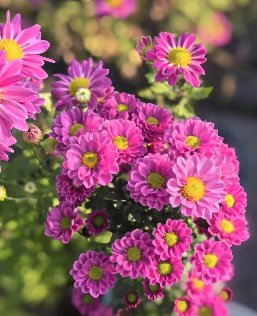 【繁花】菊花 耐热耐晒庭院阳台易养护