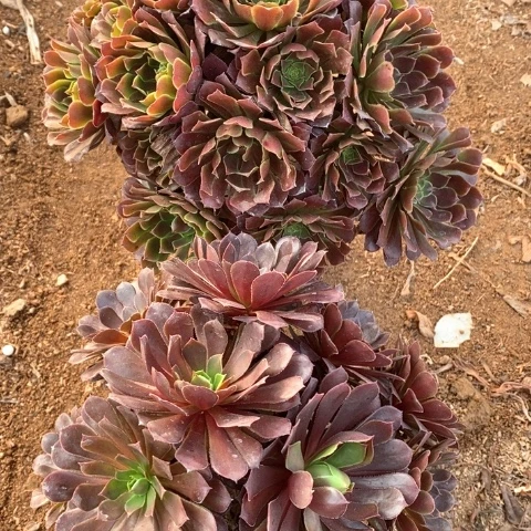 963两颗法师多肉植物