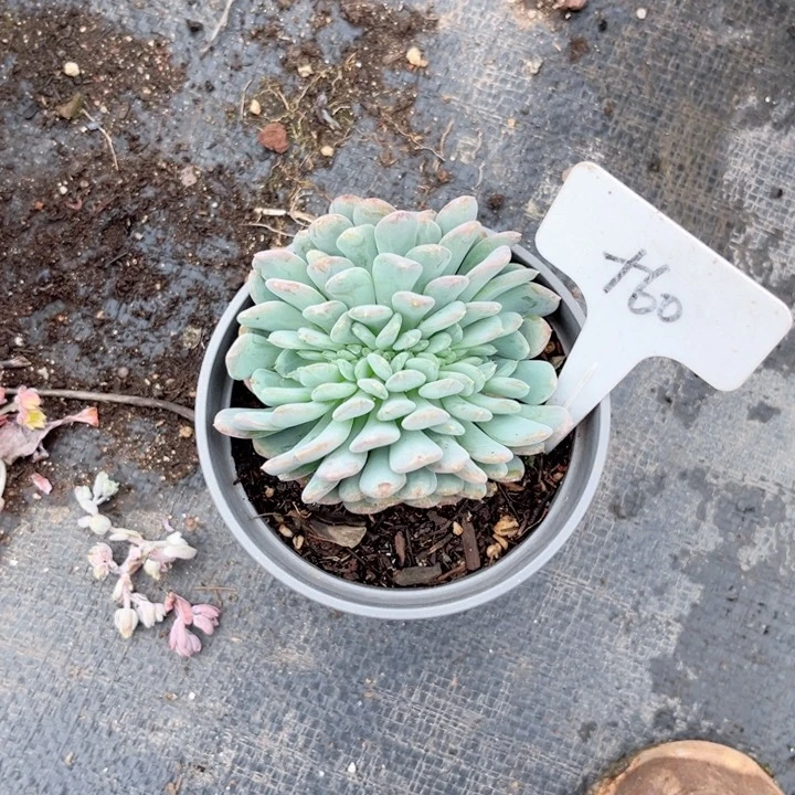 晨语多肉一物一拍+60