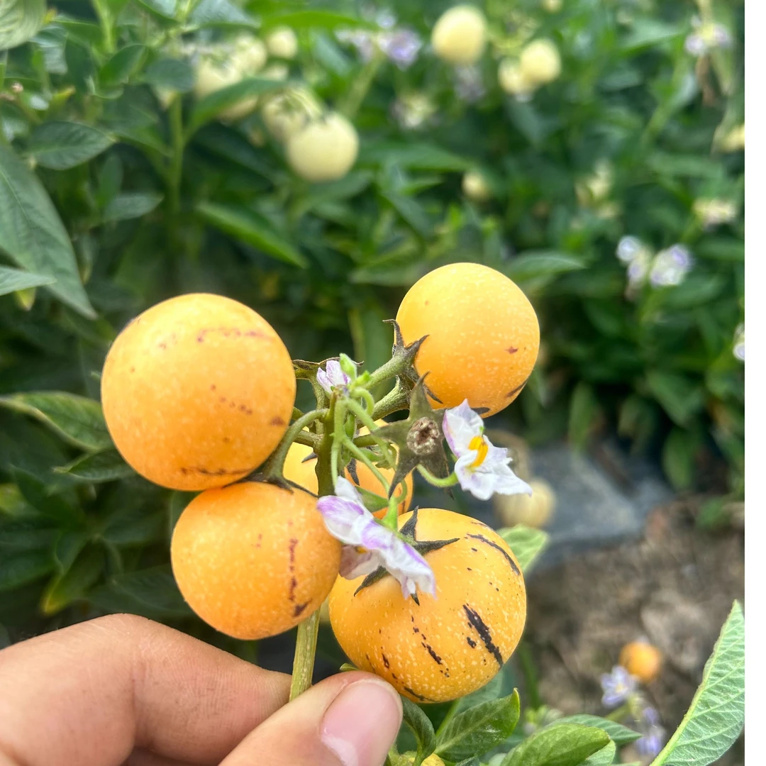 福利款  超甜迷你小果