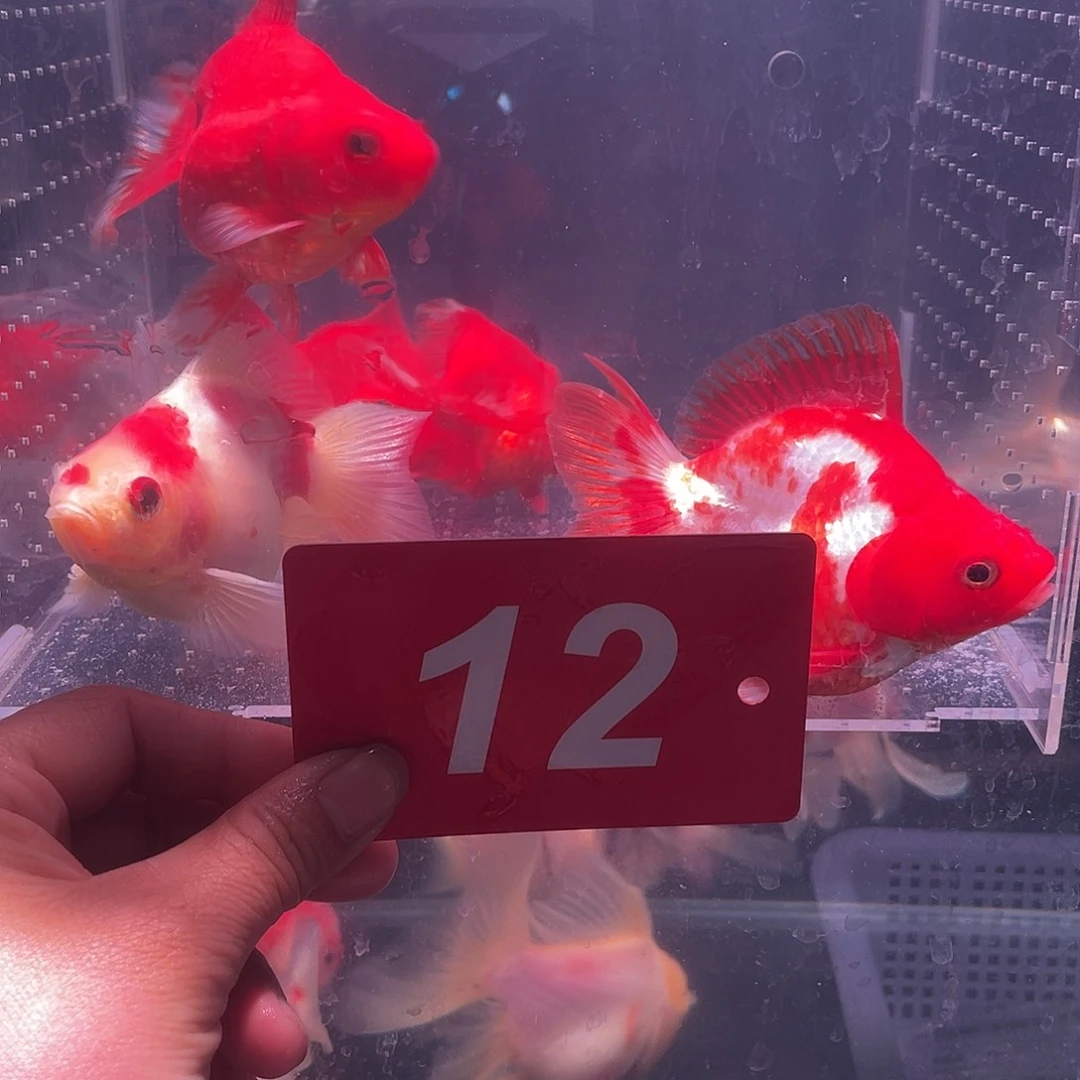 红嘴尖格鱼冷水鱼