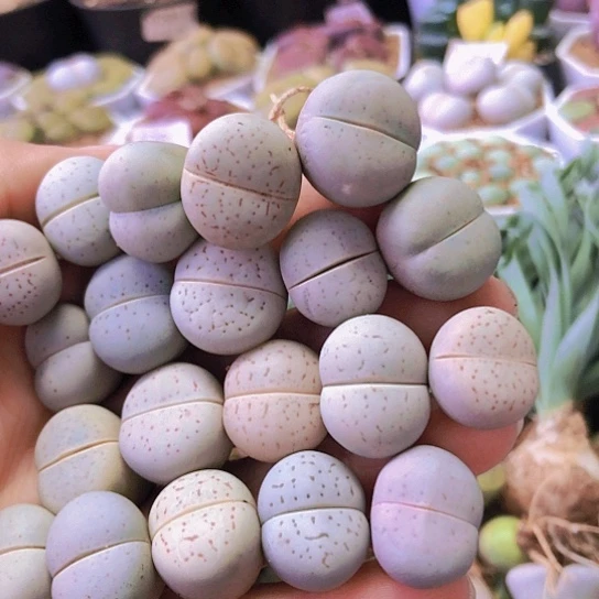 无花朵0846，20颗特价