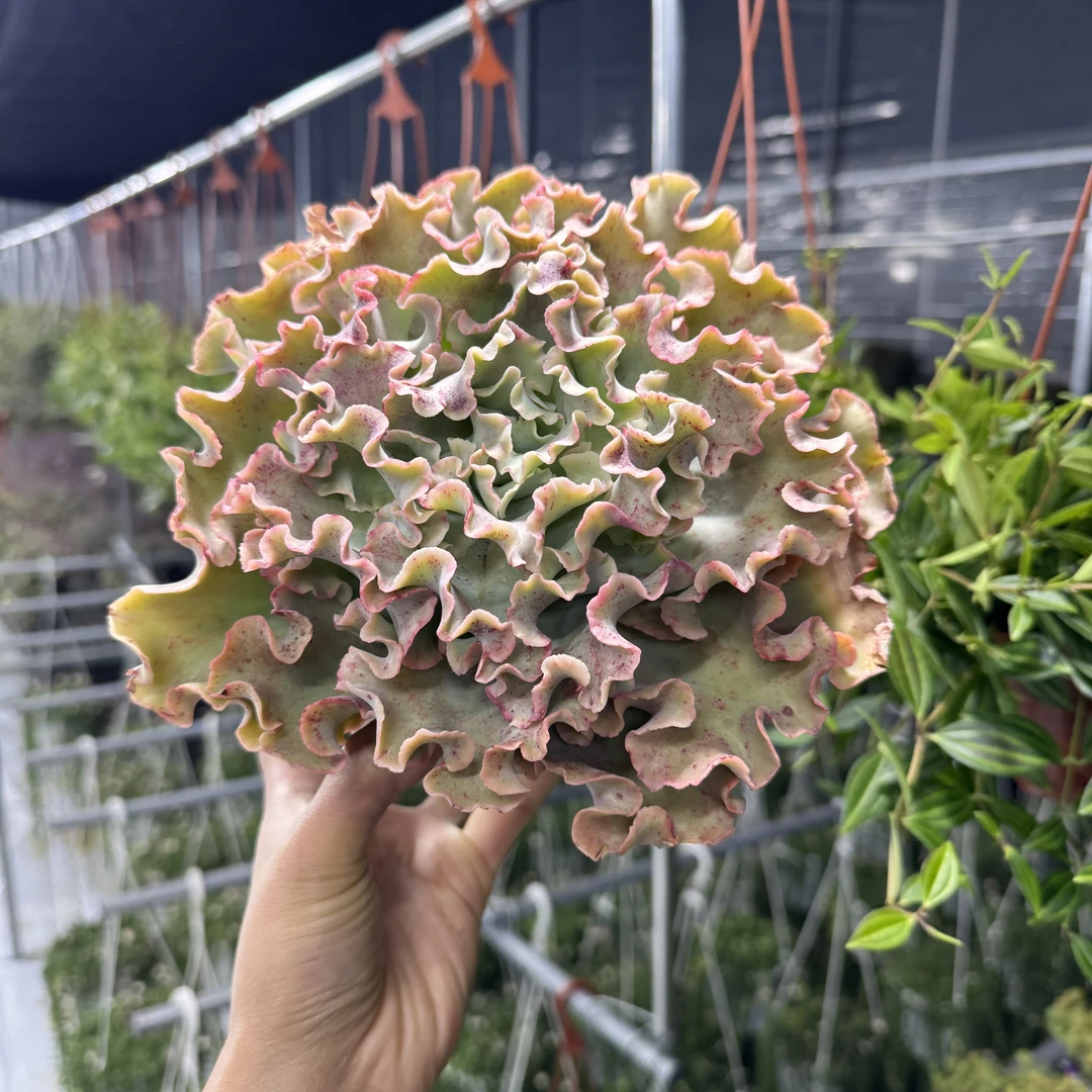 大盆高纱 精品多肉带盆发货多肉植物