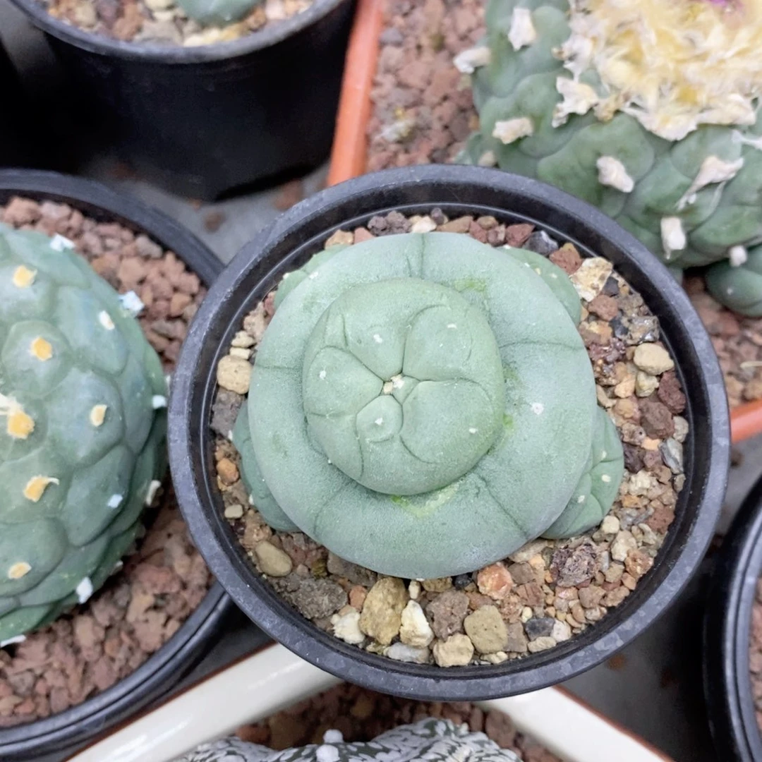 似***m仙人球的世界杯是