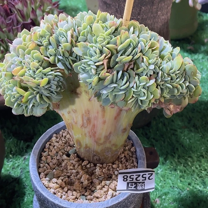 骑兵碧桃缀25258多肉植物