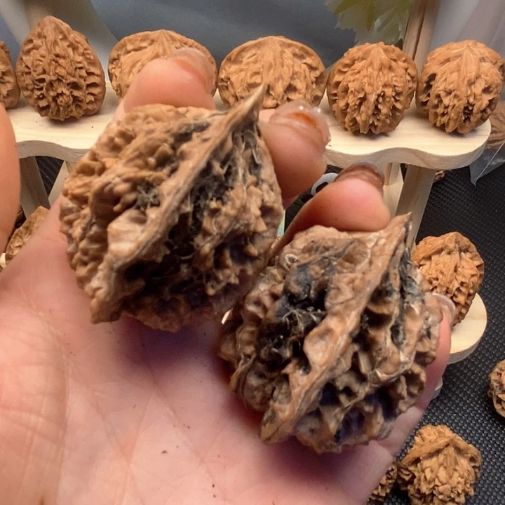 子*秦岭野生秦公子43尺