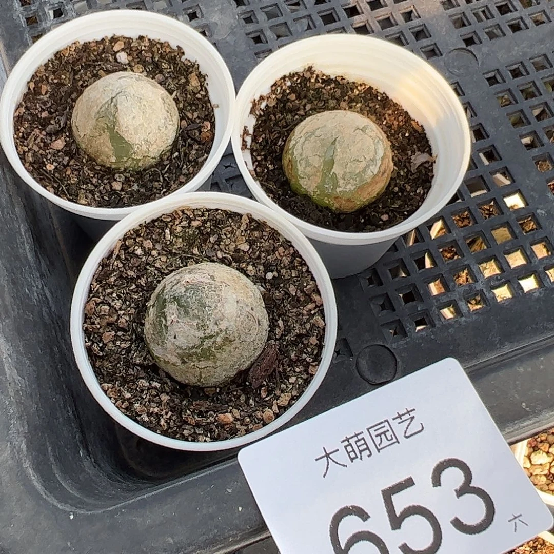 量拍以下1颗母本大灯泡带盆土发653