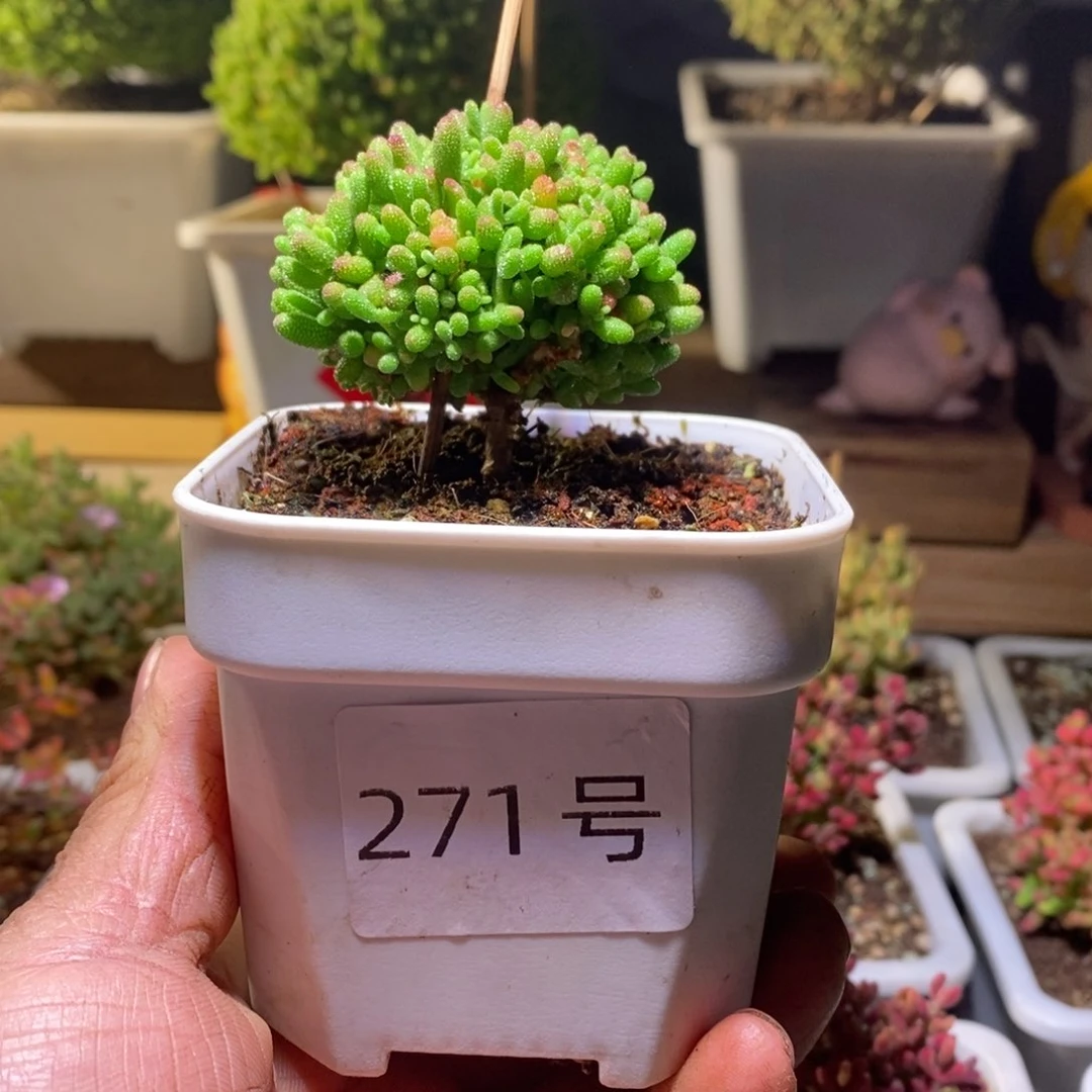 蜜橘带盆土发货一物一拍