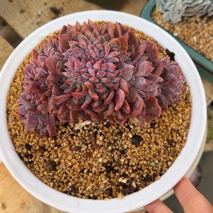 黑曼巴 缀化 夏鸣园艺