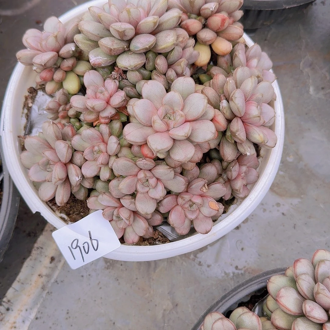 S***语1906葡萄多肉植物
