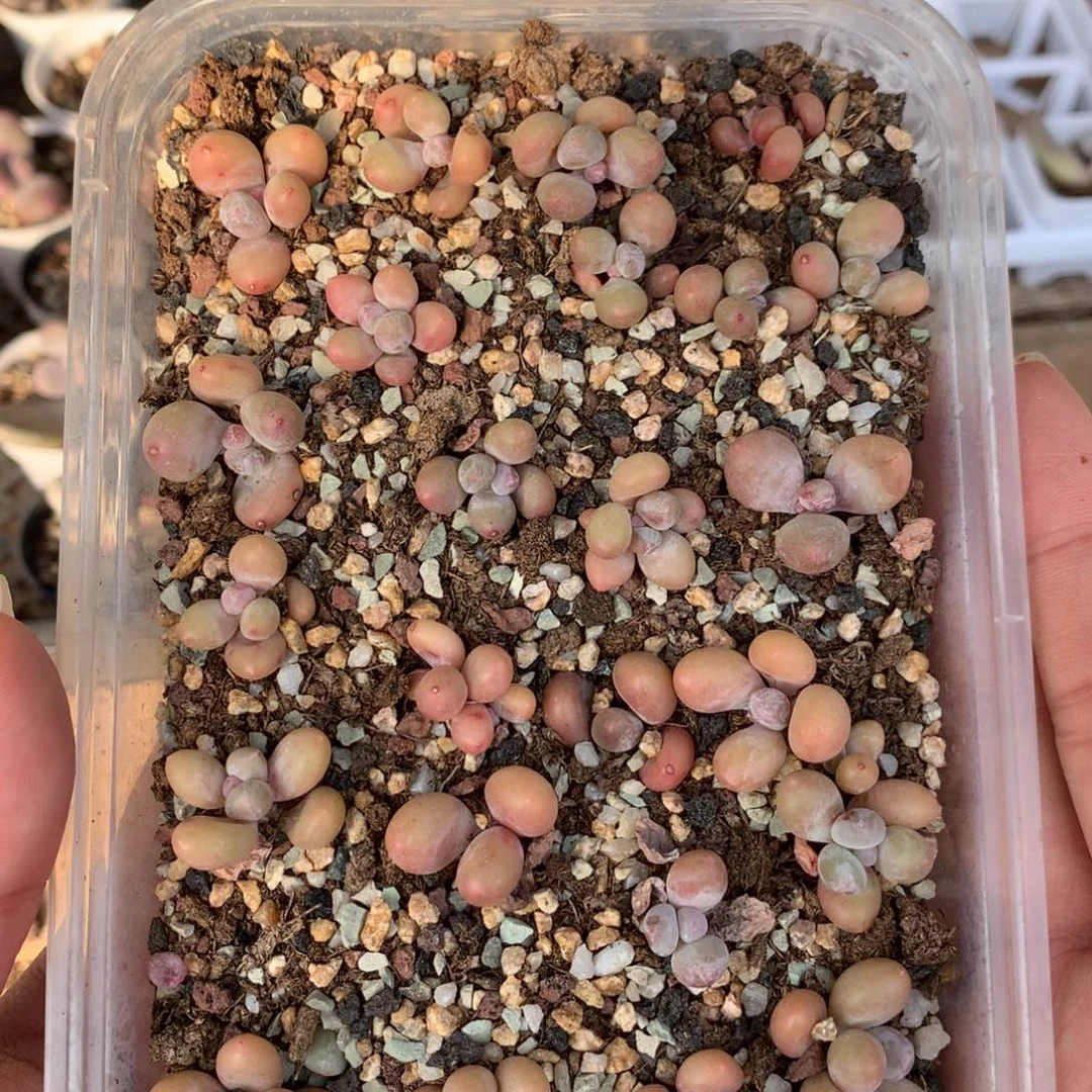 珠光奶酪多肉植物