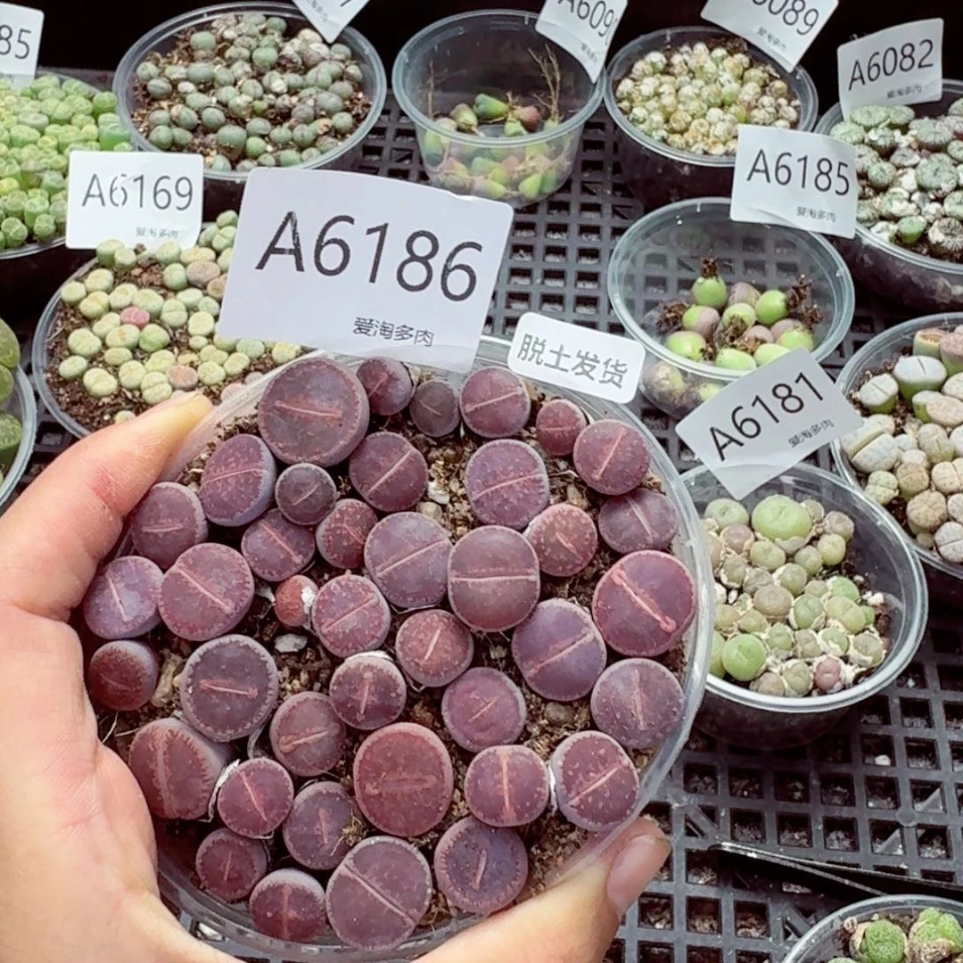 6186—生石花 生石花