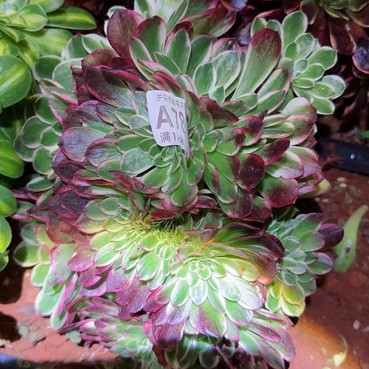 小*多 肉海洋一体化多肉法师