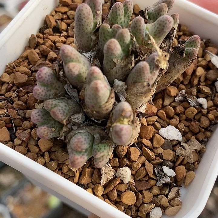 1638斑马955D一群。