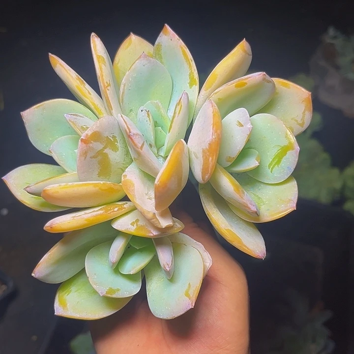 多肉植物白凤朵朵