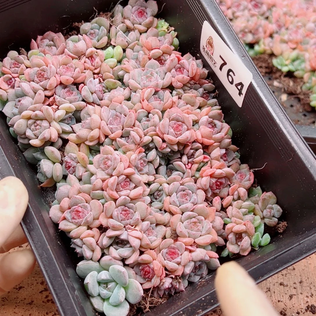 情***眠多肉植物多肉植物